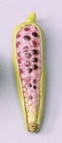 Indian Corn Mini
